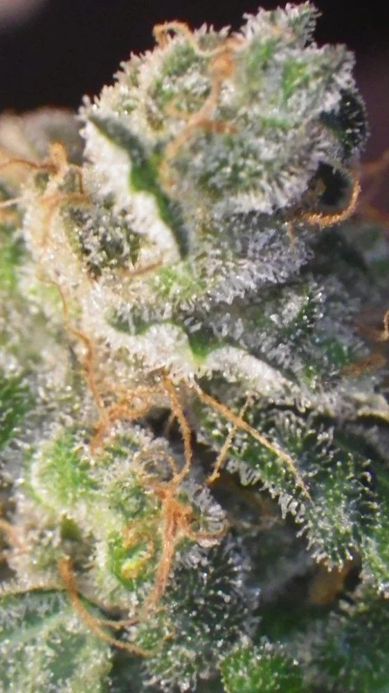SLH havest trichomes 019