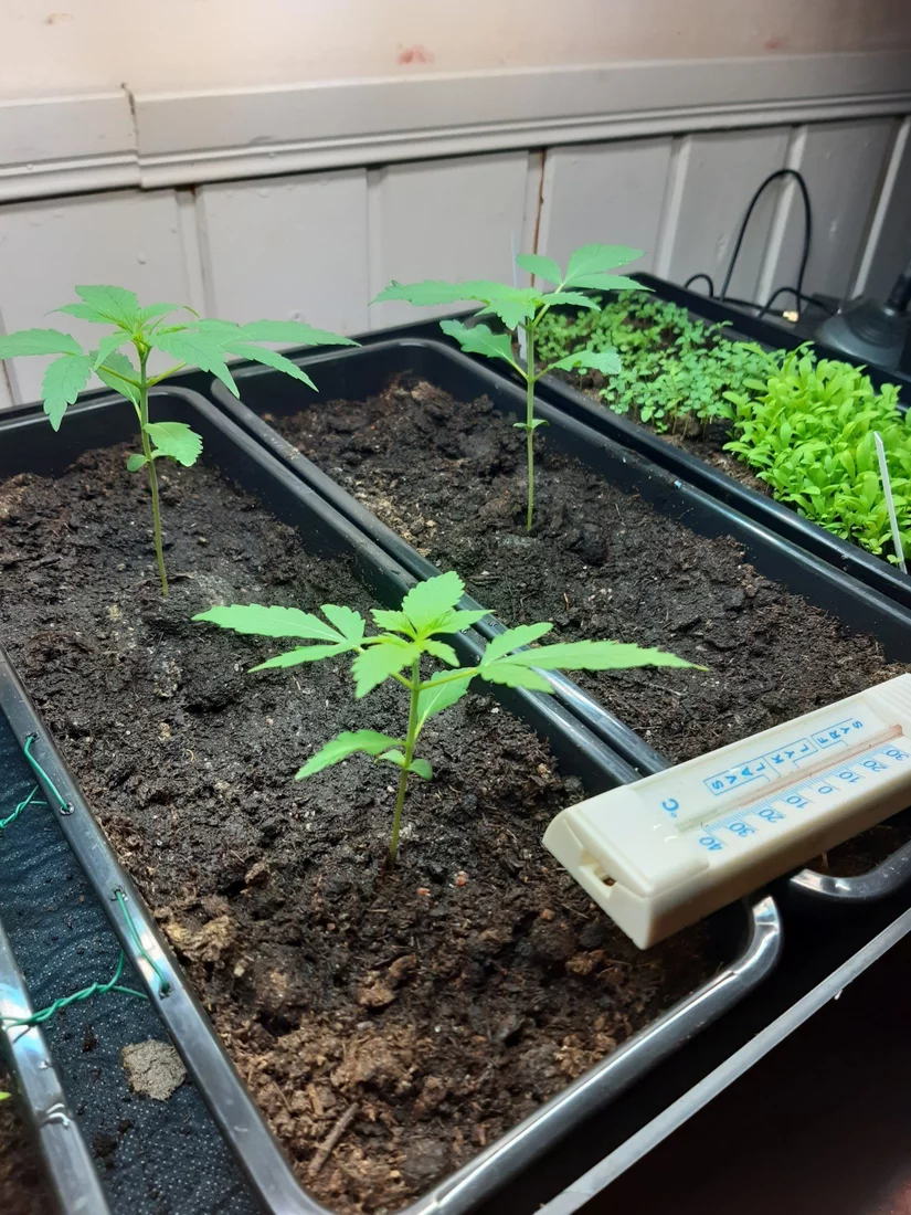 Small indoor grow 2