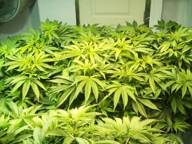 Smokin trees cali connect girls   pre98 bubba and cvk 8