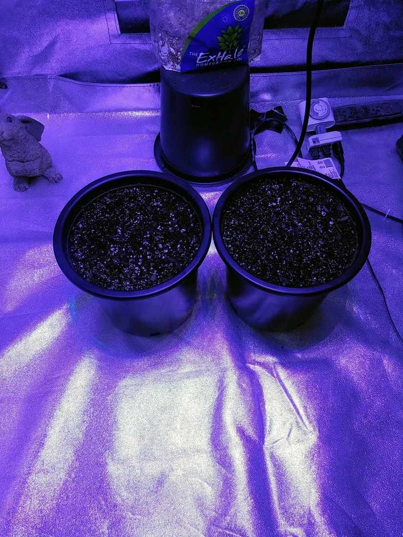 Snoleperds confuseing summer auto grow