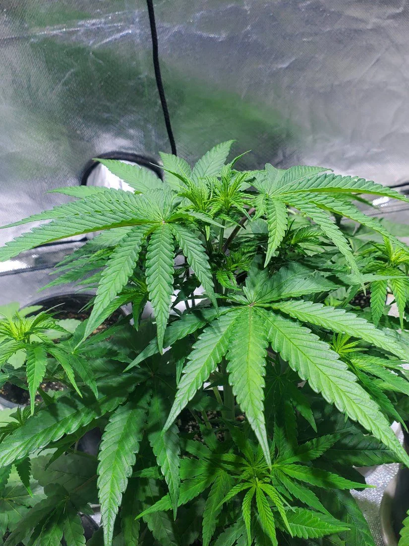 So heres my 2nd real grow looking good 3