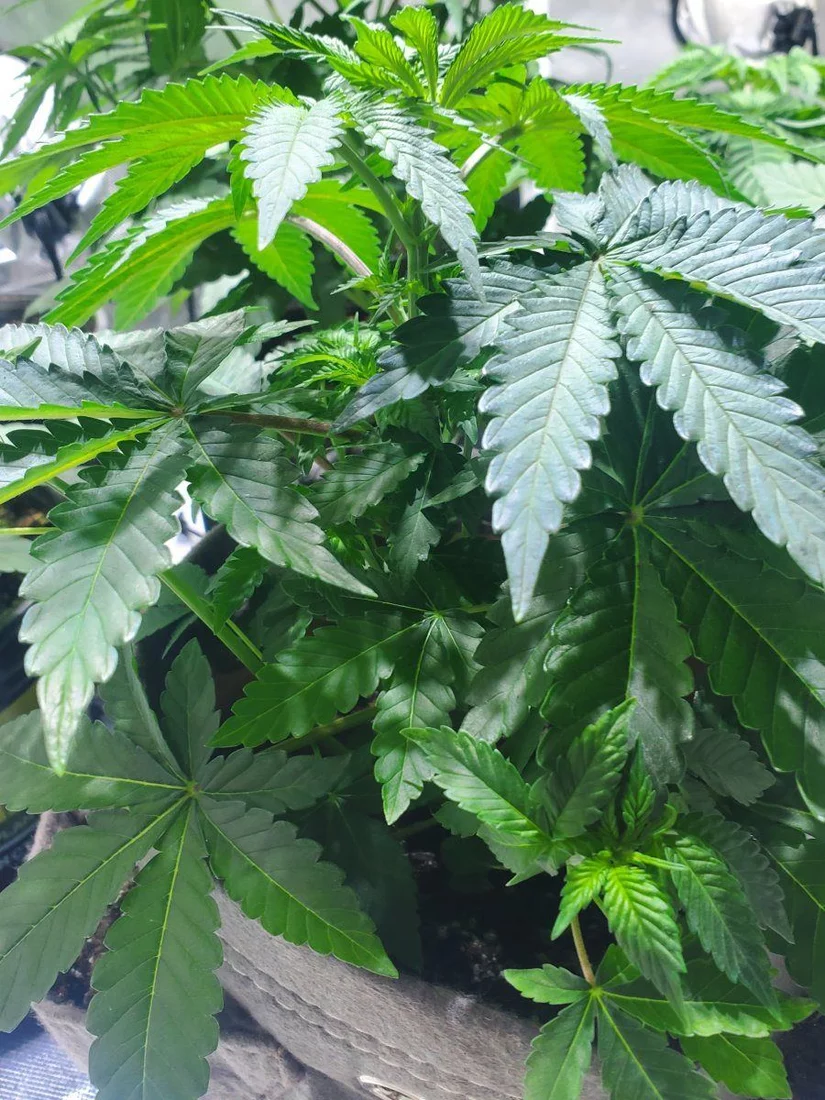 So heres my 2nd real grow looking good 4