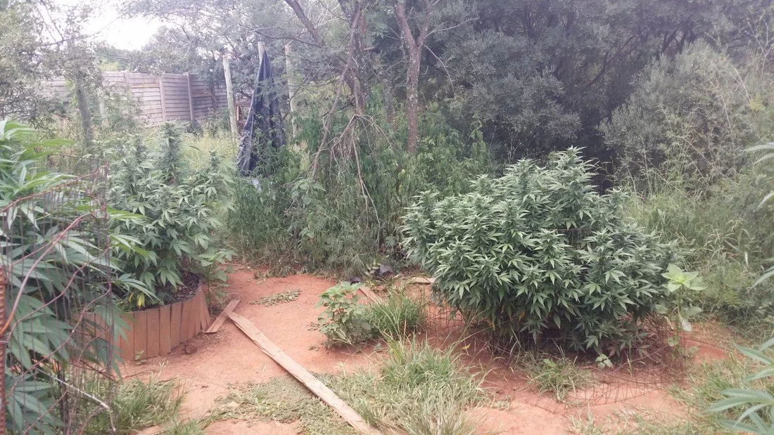 South africa outdoor grow 7