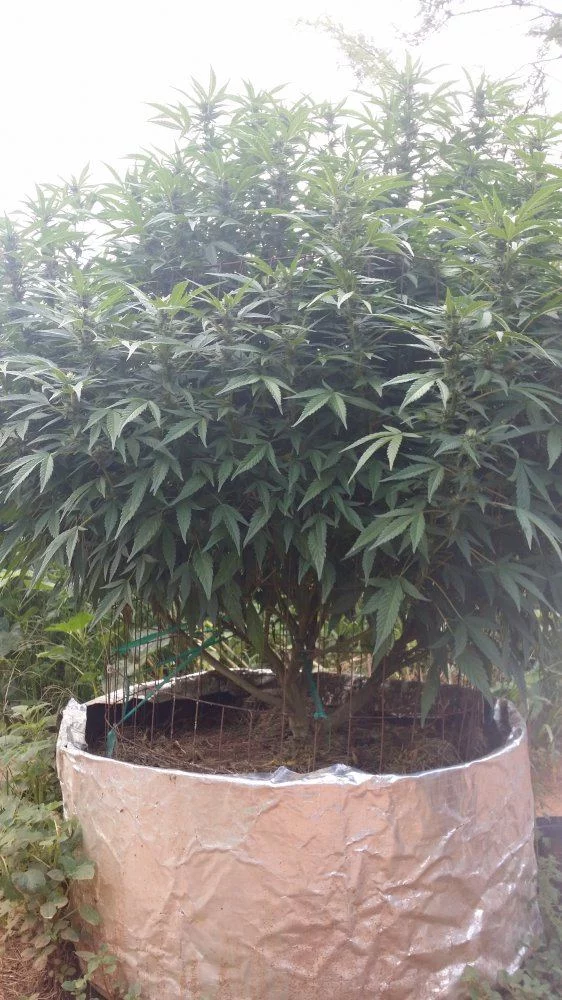 South africa outdoor grow
