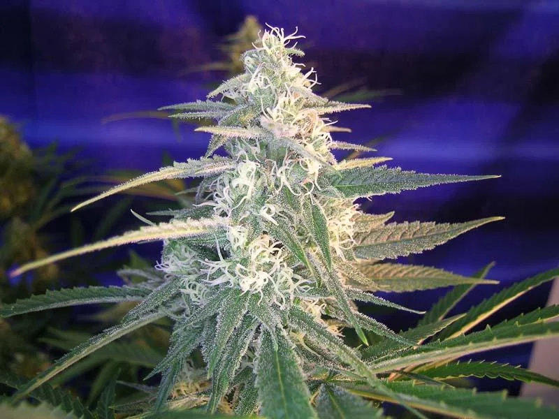 Space Jill Strain - Sativa Cannabis Review, CBD, THC : Hytiva