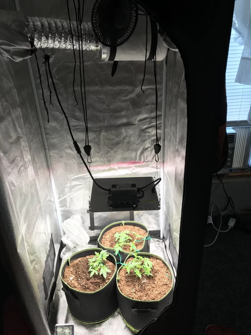 Spider farmer sf 1000 grow tent 1st time tent grower would like help with what im doing right
