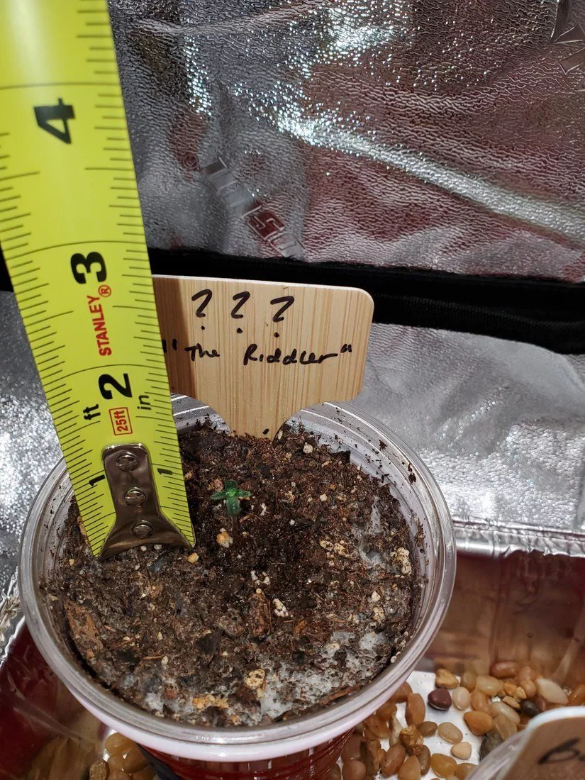 Stalled seedlings what am i doing wrong 5
