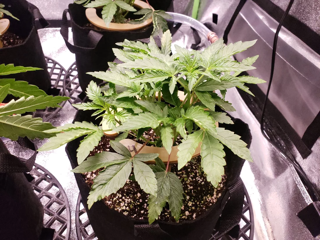 Sunset sherbet bx1 auto feed coco grow 4
