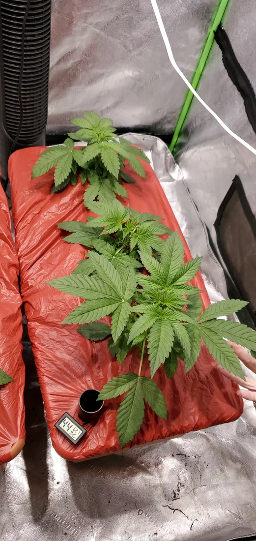 Taking good cell phone pictures of led grows on android 5