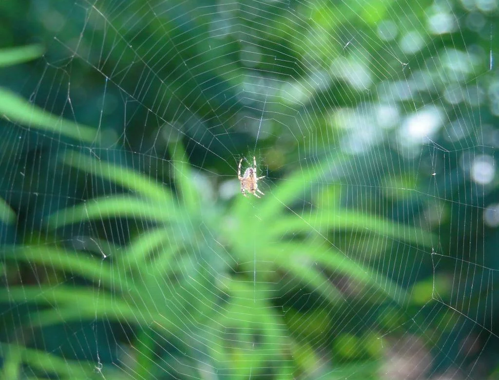 Tangled Weed Web