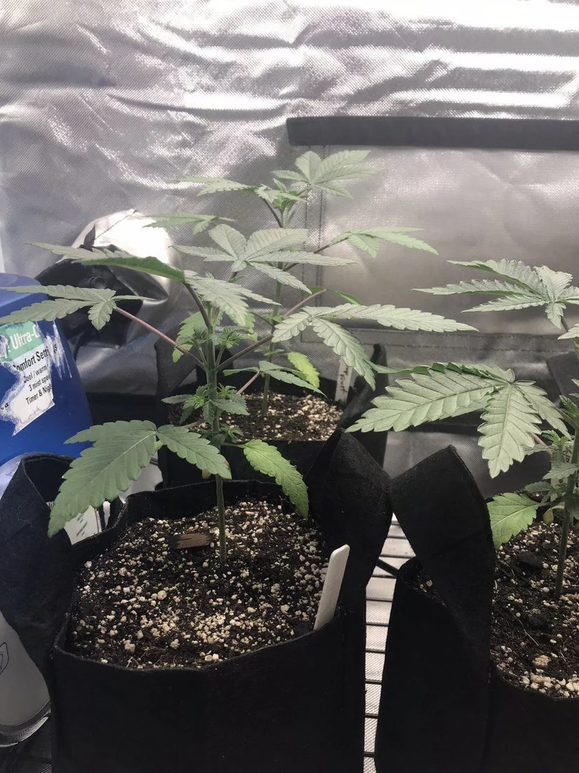 Tengu seed co tropfrost and frostette grown from seed with spiderfarmer sf2000 11