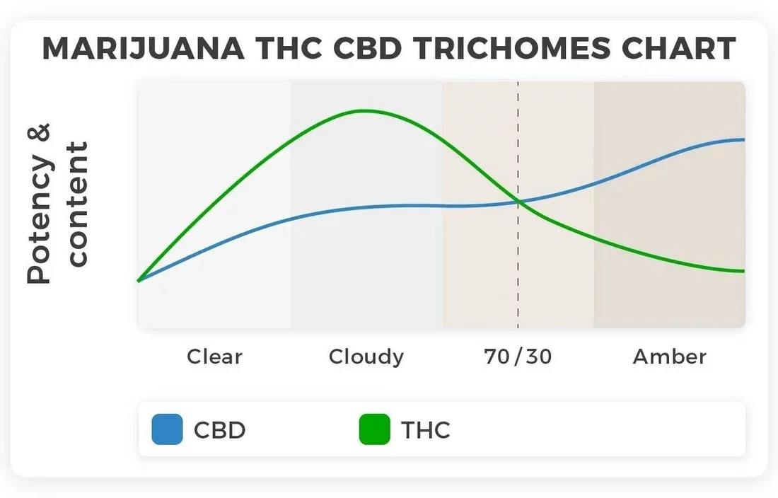 THC CBD chart