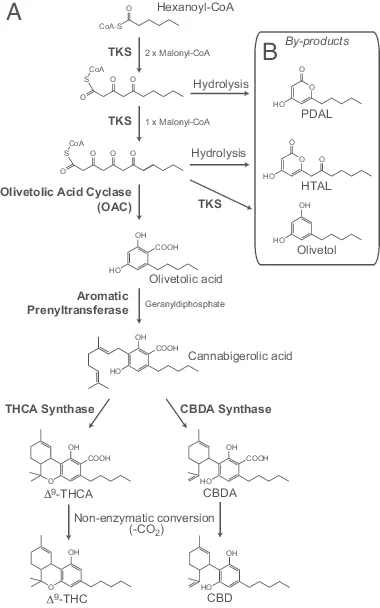 The proposed cannabinoid biosynthetic pathway 
