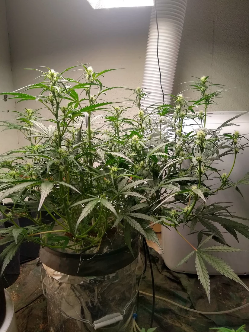 This is my first dwc auto flower grow 2