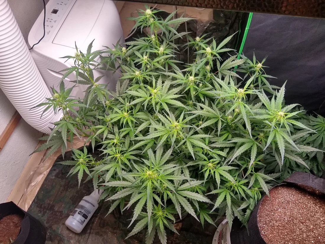 This is my first dwc auto flower grow