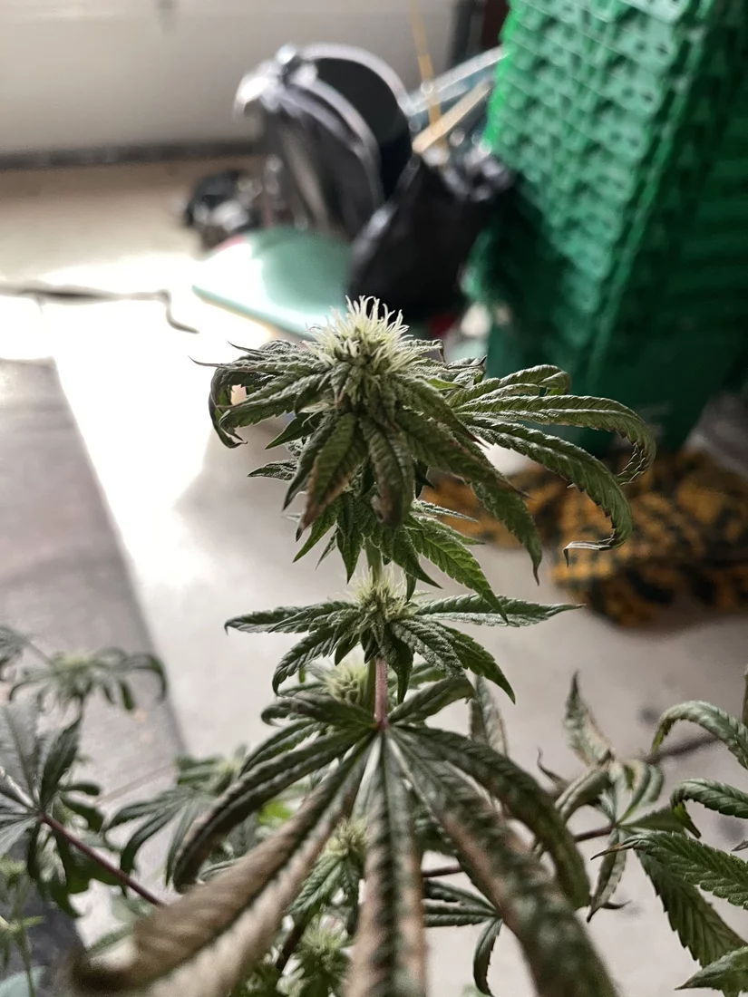 Three weeks into flowering questions 3