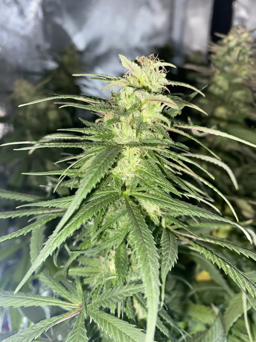 Time to harvest first grow 3
