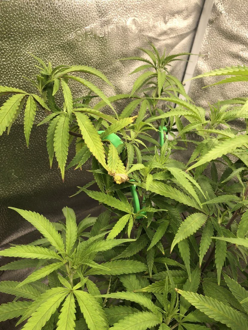 Tips of leaves keep dying all over the plant until whole leaves are consumed 3
