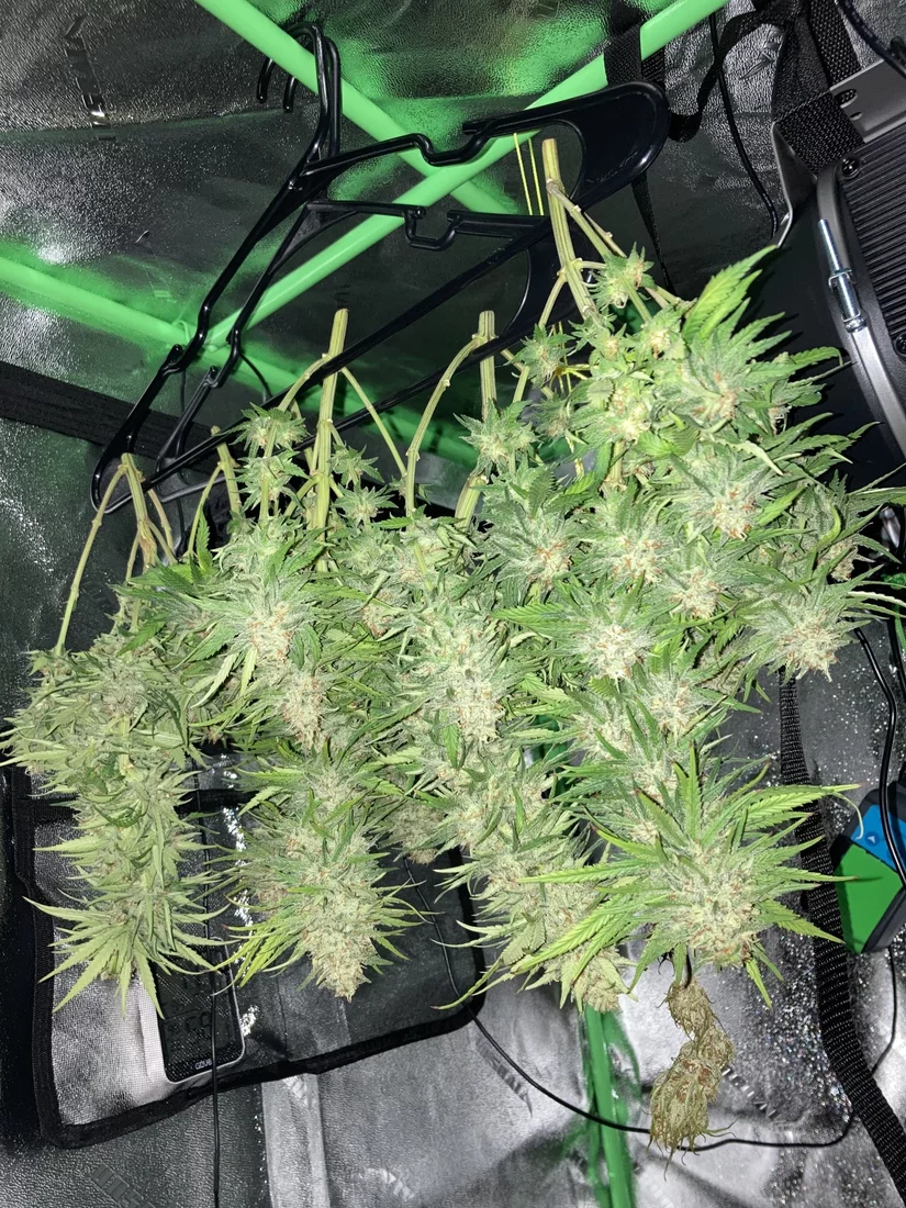 Tips on how to reveg a harvested plant i lost her 3