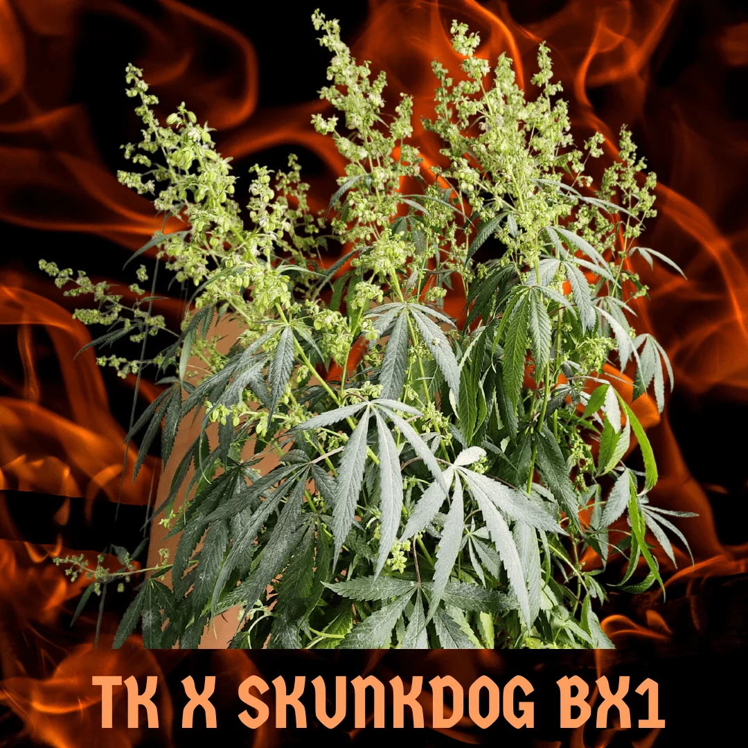 Tk x Skunkdog bx1 1