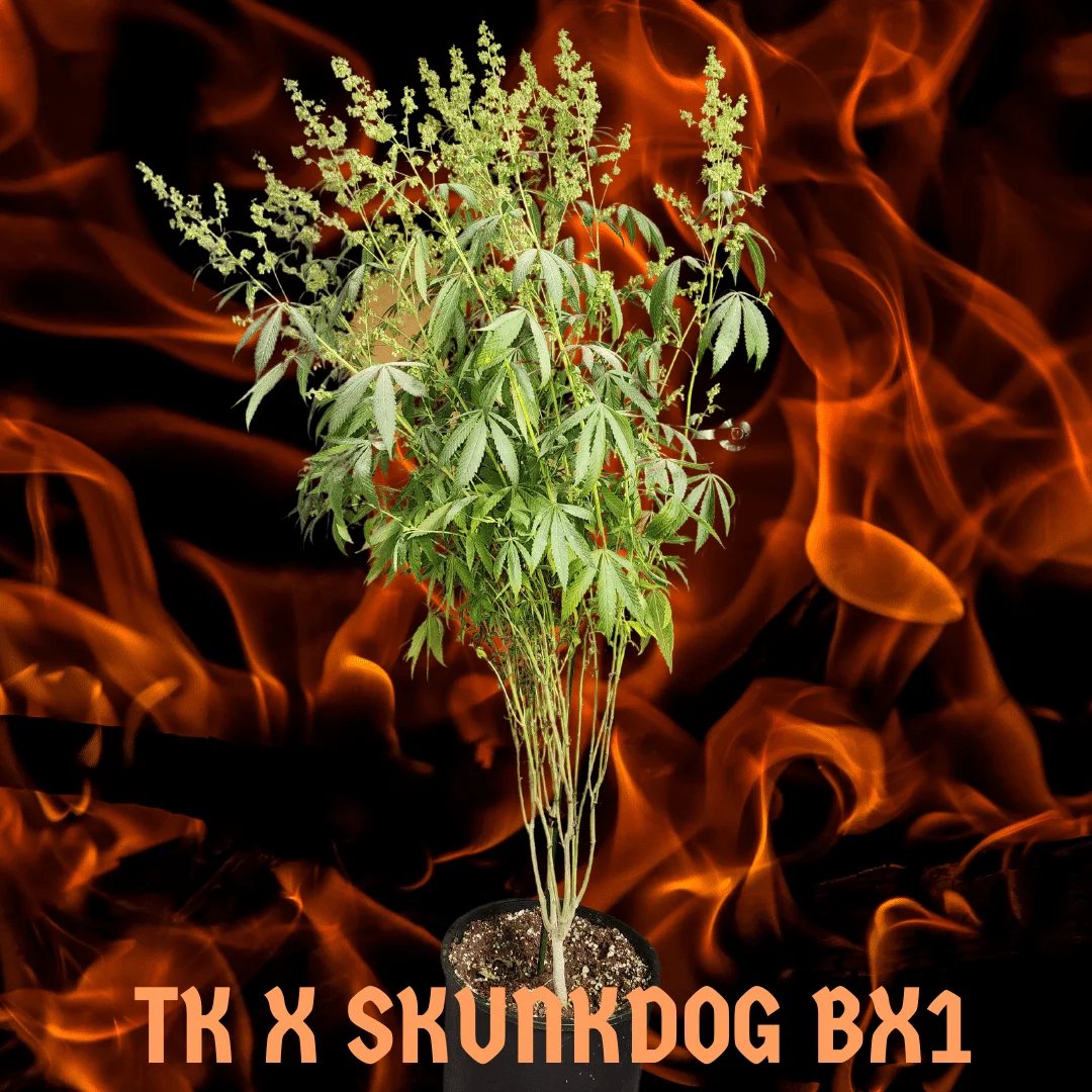 Tk x Skunkdog bx1