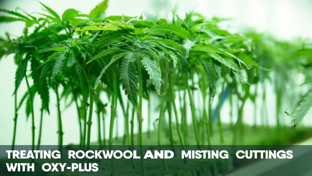 Treating RockWool  Misting cannabis cuttings with Oxy Plus
