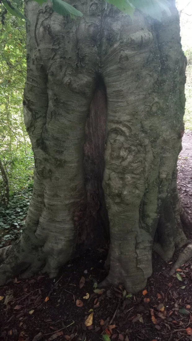 Tree split