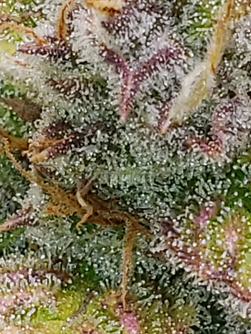 Trichomes and when to harvest 5