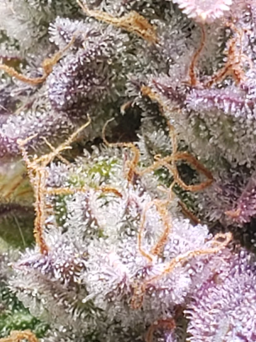 Trichomes and when to harvest