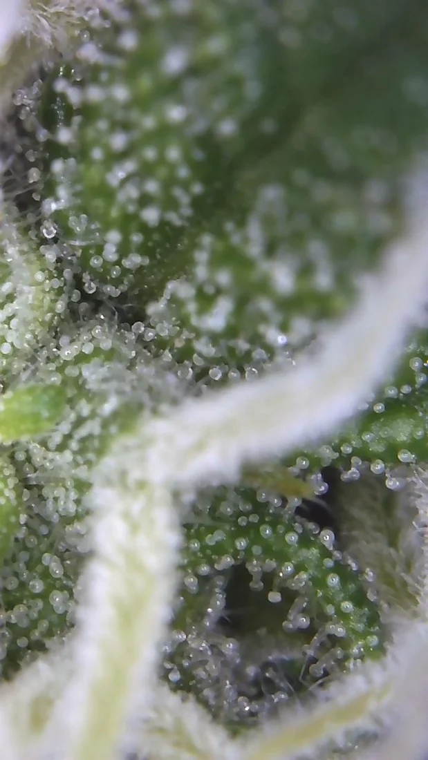 Trichomes milky but pistils are all white and hardly any buds