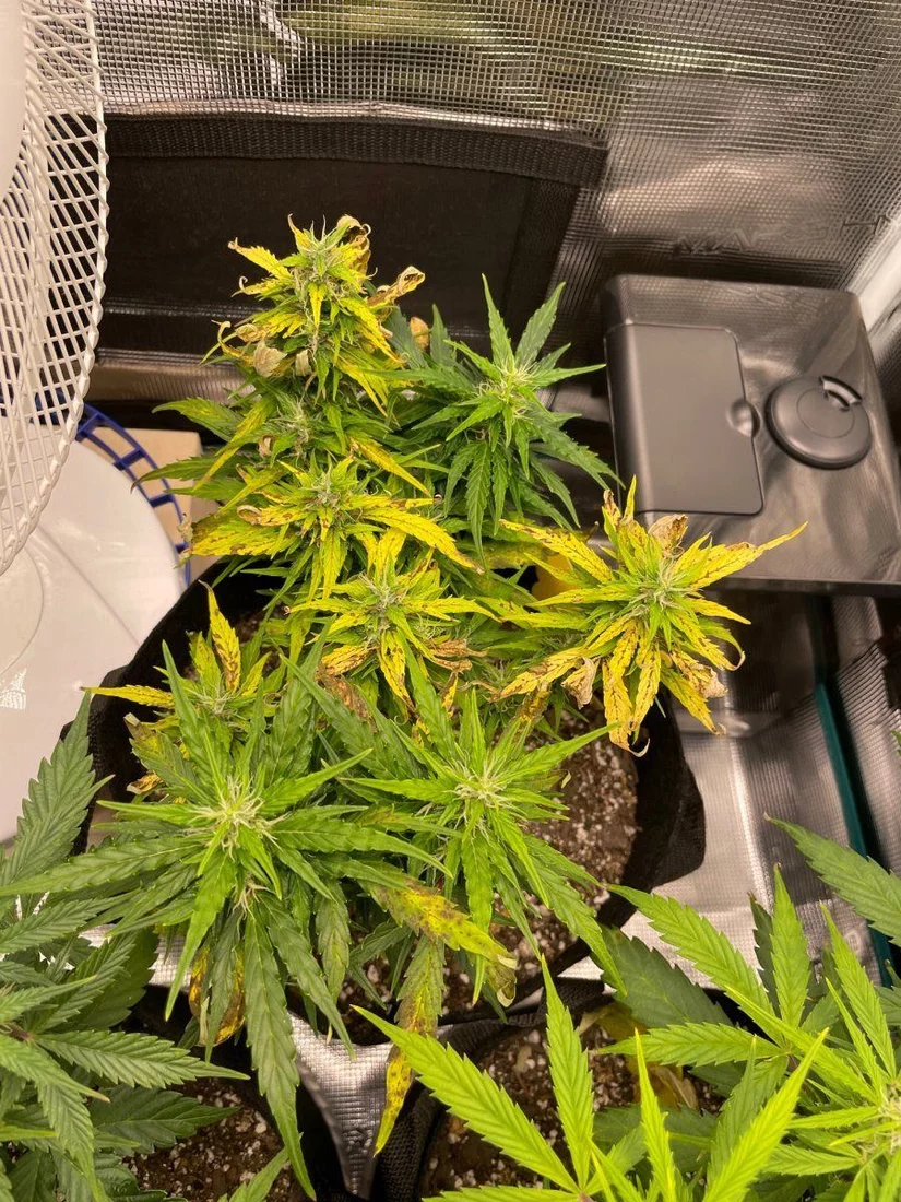 Trouble with my candy kush autos 5