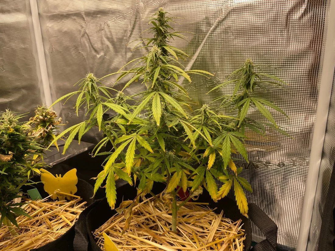Trouble with my candy kush autos 8