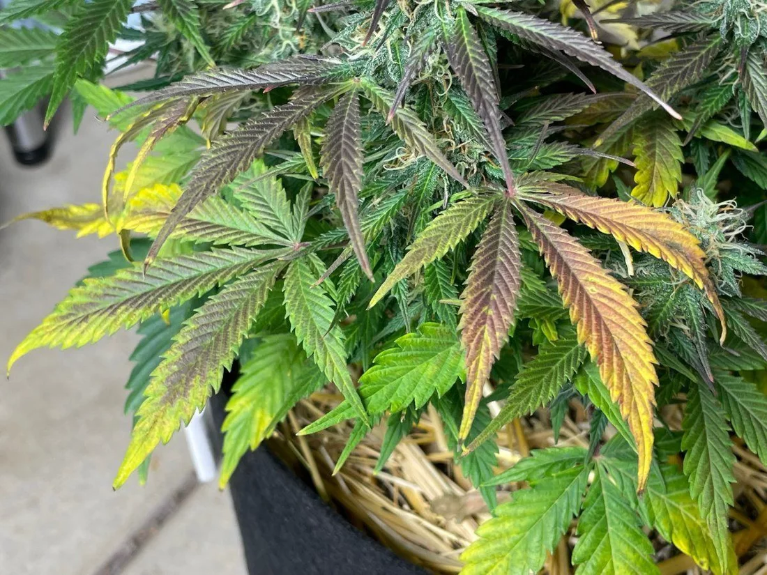 Trouble with my candy kush autos 9