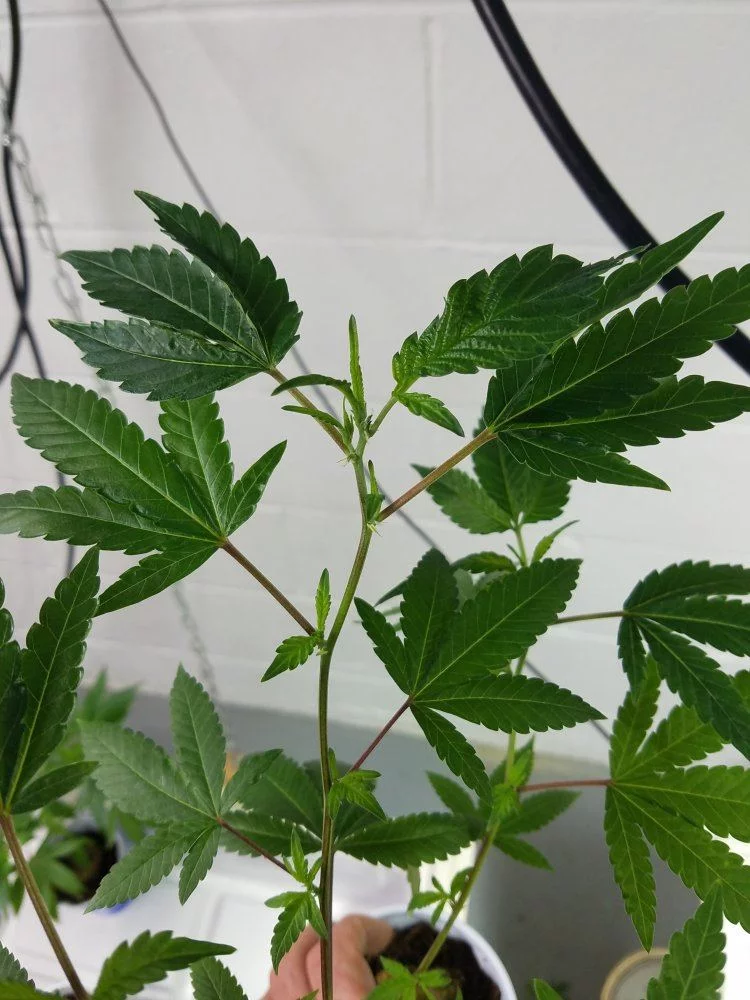 Twisted and deformed new growthpossible autoflowering or dud 5