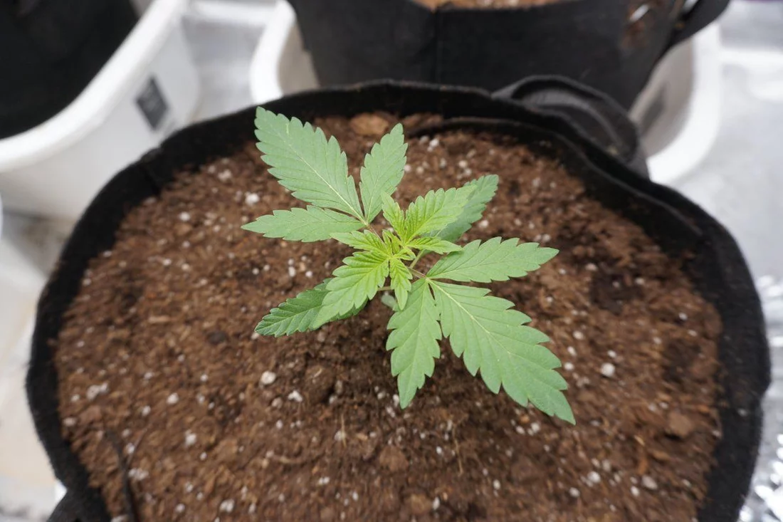 Two weeks in comments on plant health please 2
