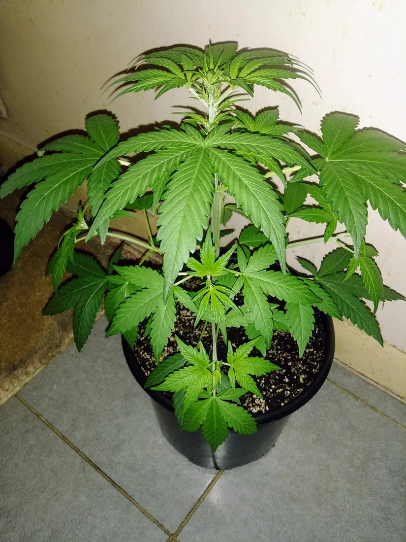 Unknown auto transplanted into miricle grow