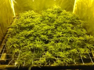 Updated scrog day 19 of bloom 8 30 11 022