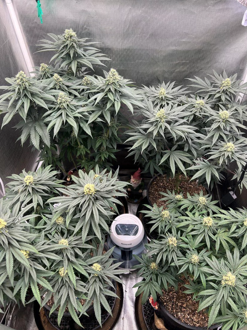 Week 12 plants
