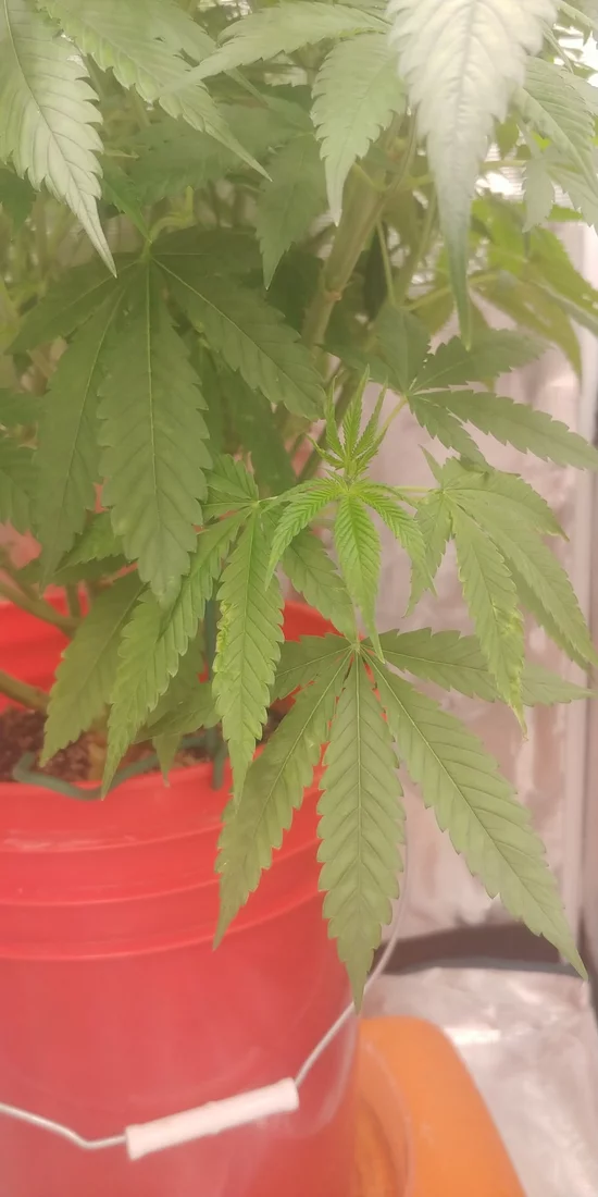 Week 2 of flower blotches on bottom leaves any thoughts