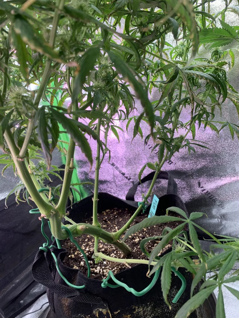 Week 3 of flower and cant diagnose help 7