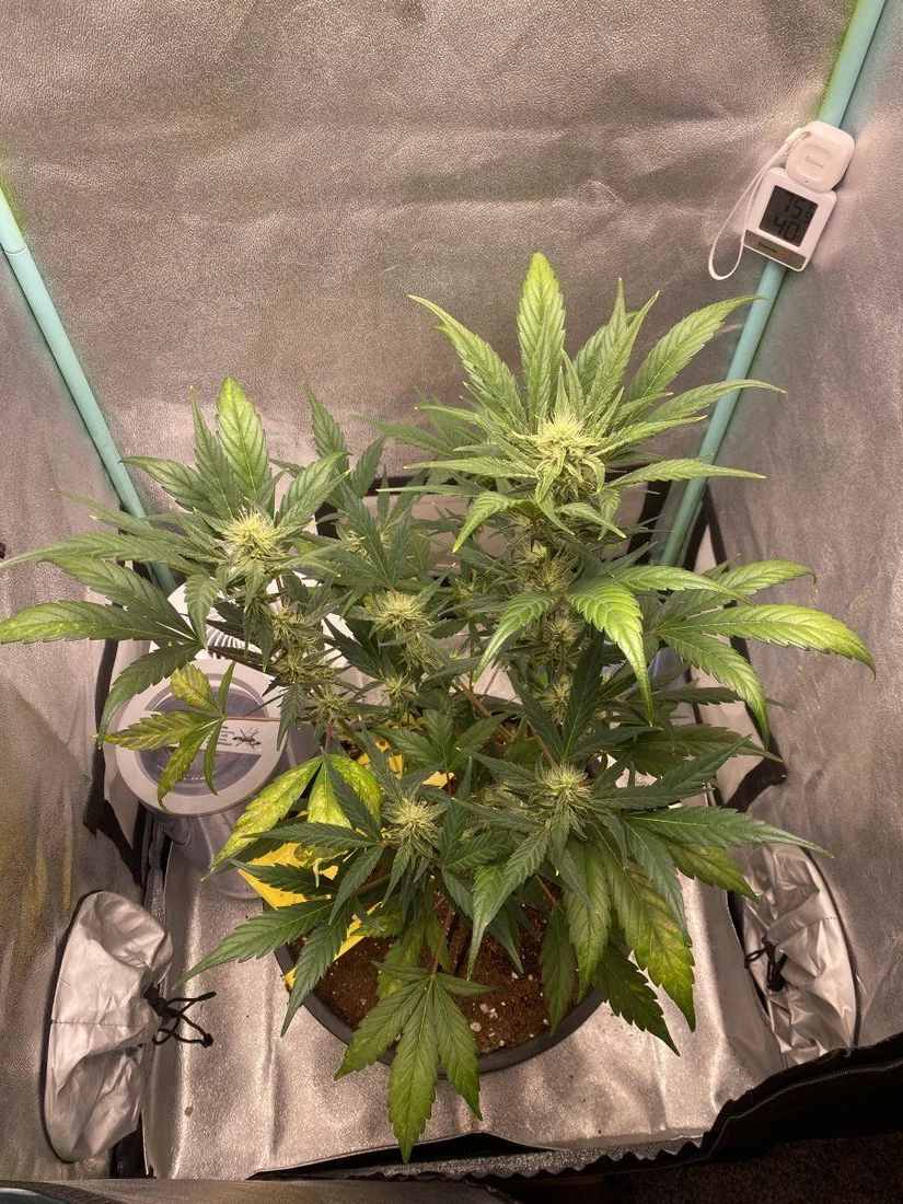 Week 4 flower issues please help 3