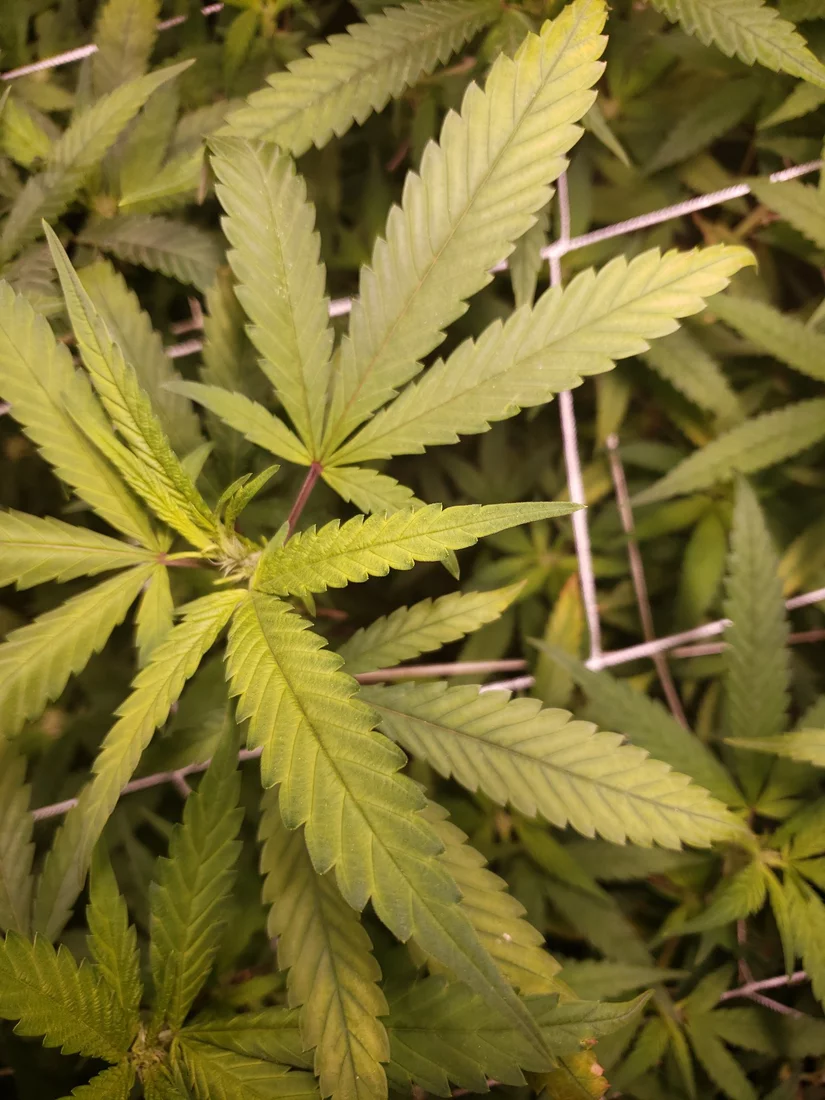 Week 5 of flower but with issues help 2