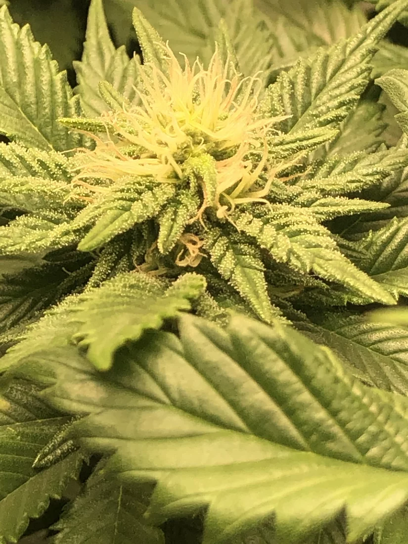 Week 6 flower check in time 2
