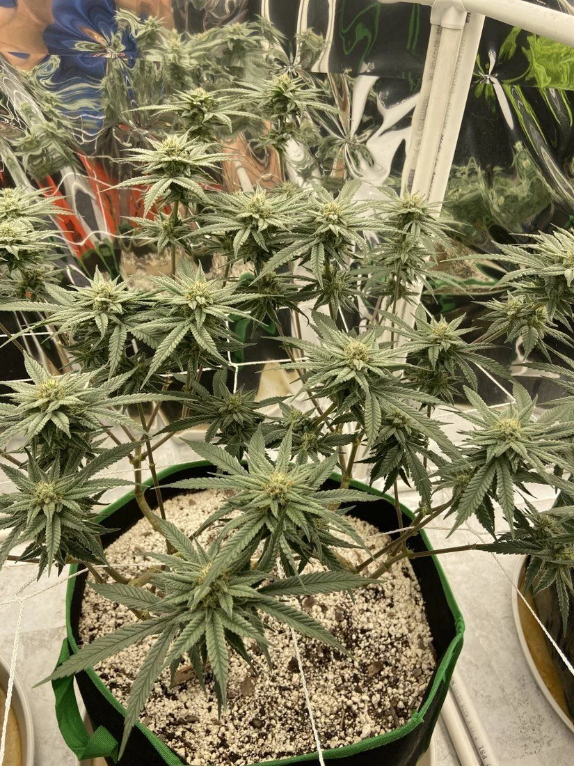 Week 6 of flower and new growth on one of five plants but perfect environment 4