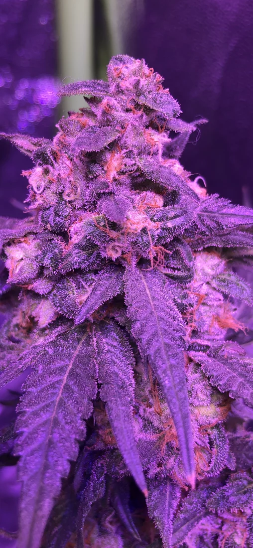 Week 8 of flower and ppms keep rising