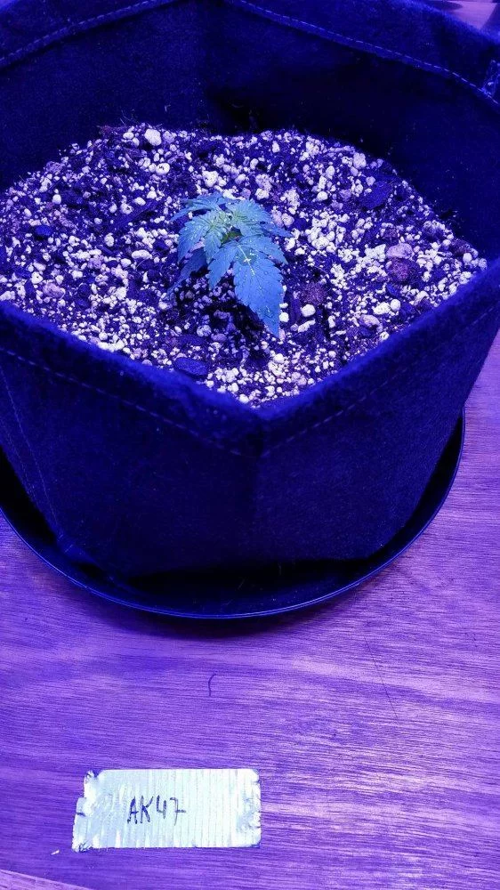 Week two of my first grow 5