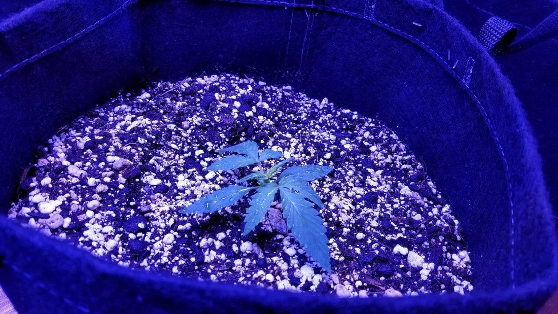 Week two of my first grow 6