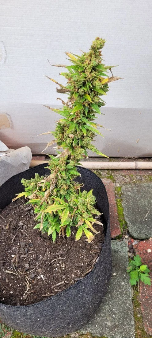 Weird growth on plant and outdoor problems 2