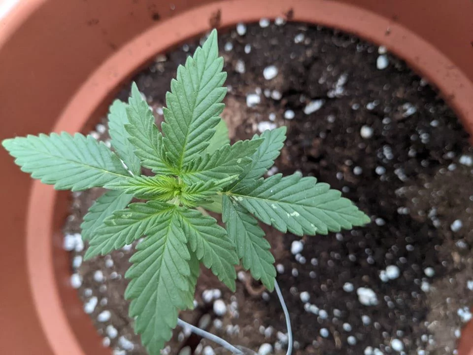Weird spots on top leaves