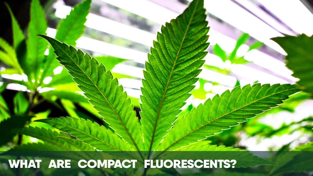 What are Compact Fluorescents Cannabis Grow Lights
